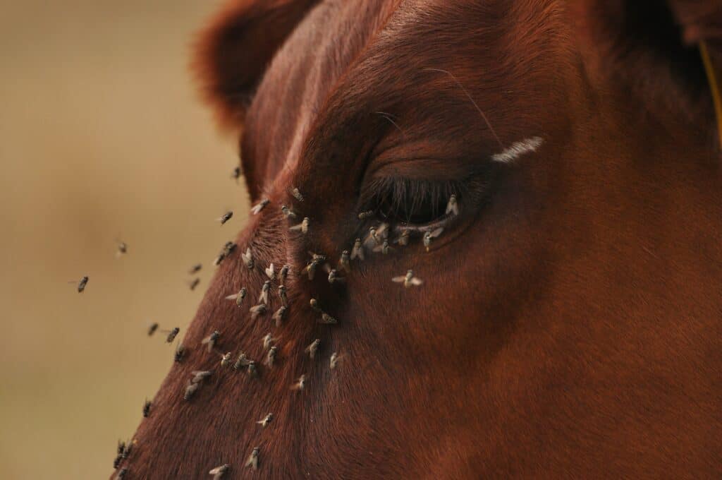 cattle fly control