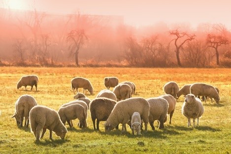 how much land do sheep need