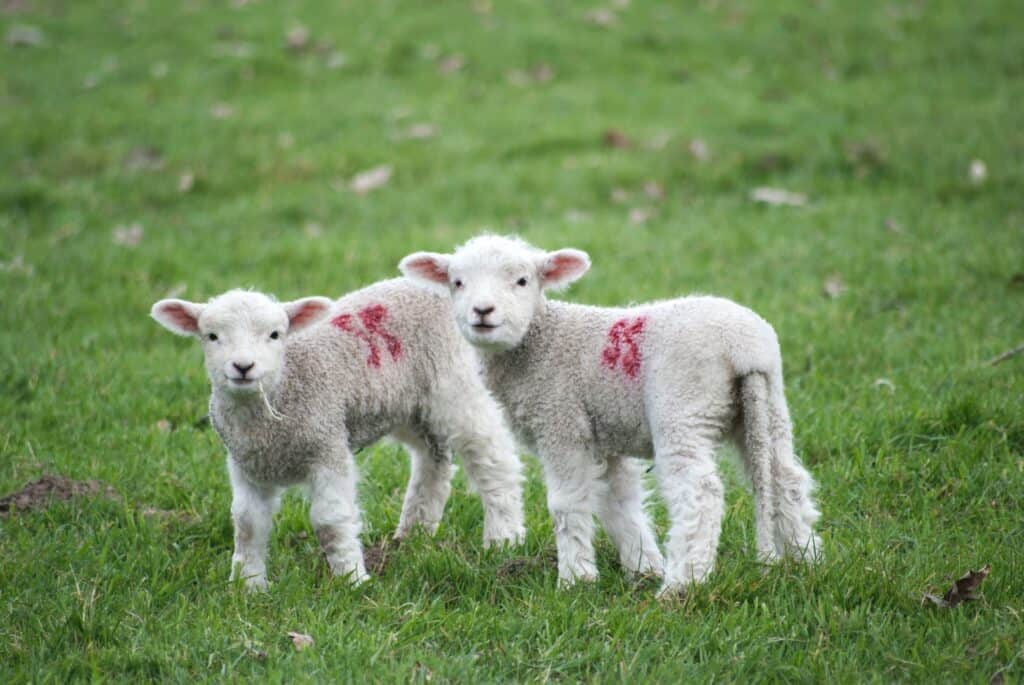 two lambs with numbers
