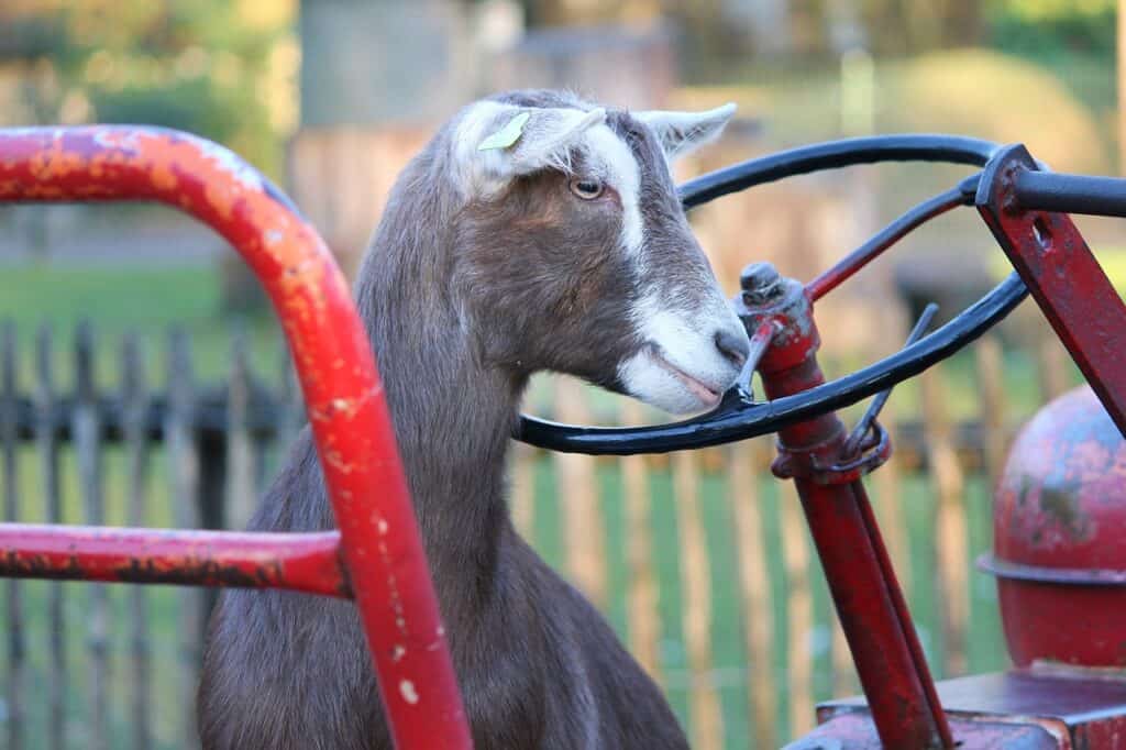 goat by tractor