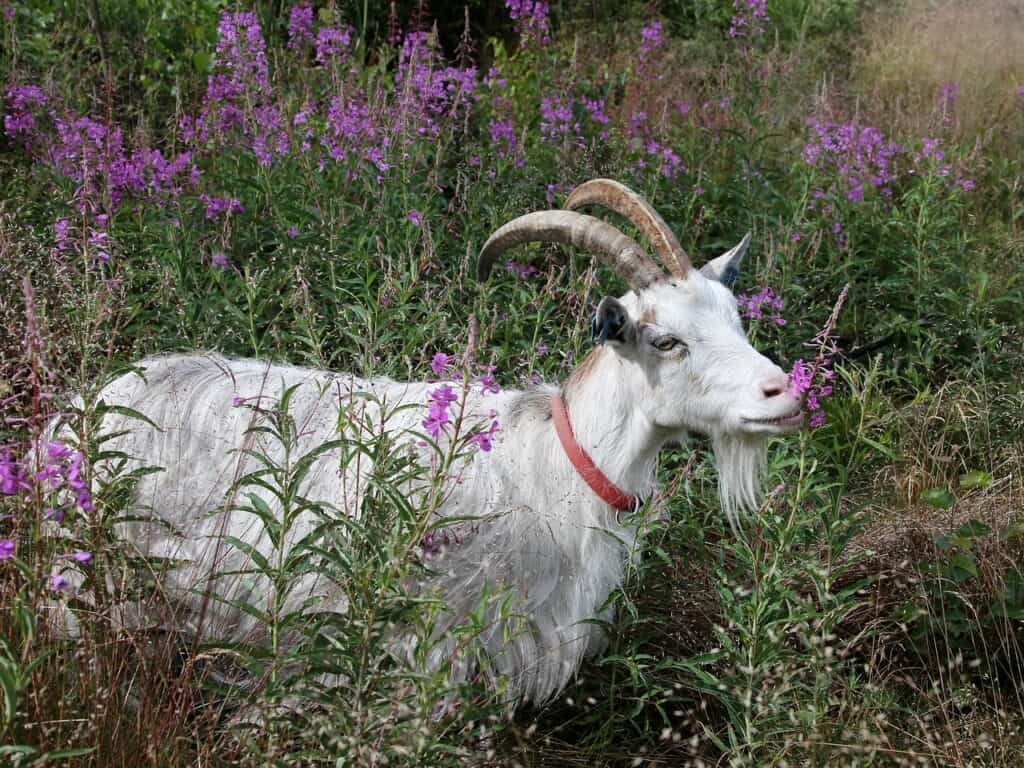 goat eating plants