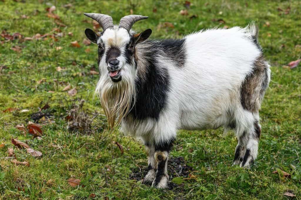 goat with beard