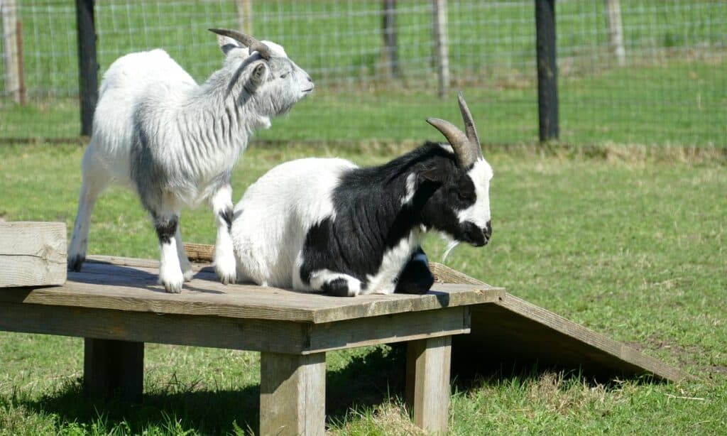 DIY goat playground