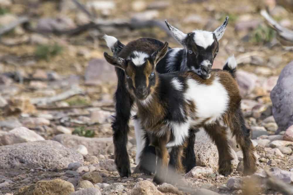goat breeds