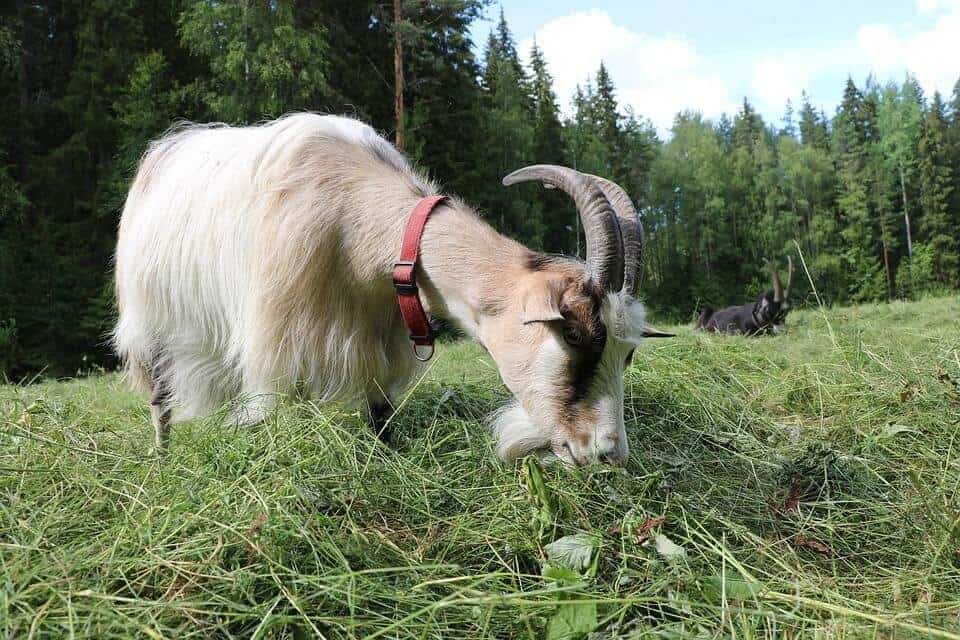 how long do goats stay in heat