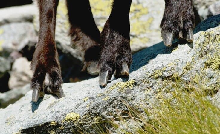 Goat hooves