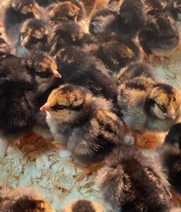 golden laced wyandotte chicks