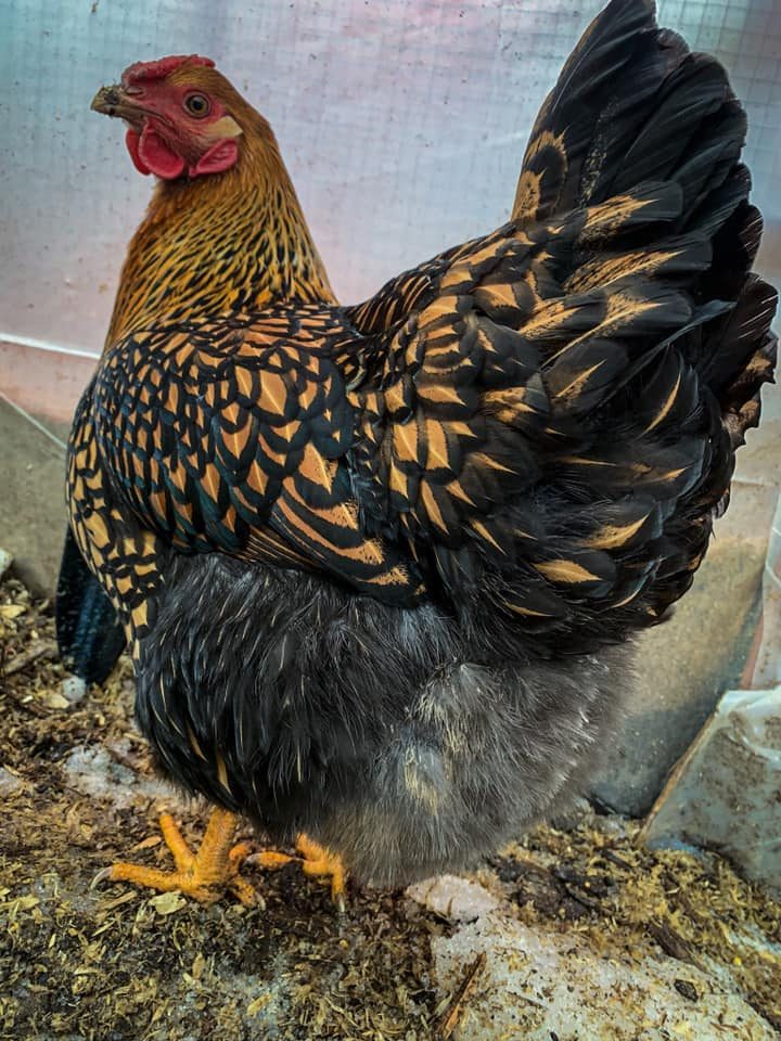 golden laced wyandotte chicken