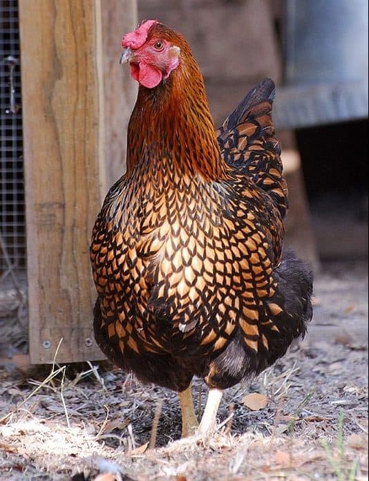 gold laced wyandotte