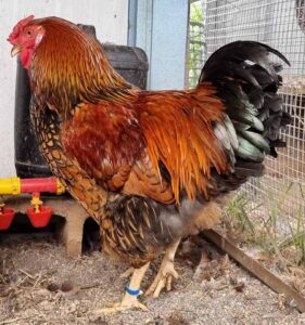 Golden laced wyandotte rooster