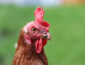 goldstar chicken face closeup