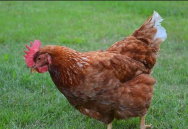 goldstar chicken in farm