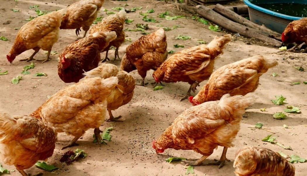 How Long Can Chickens Go Without Food