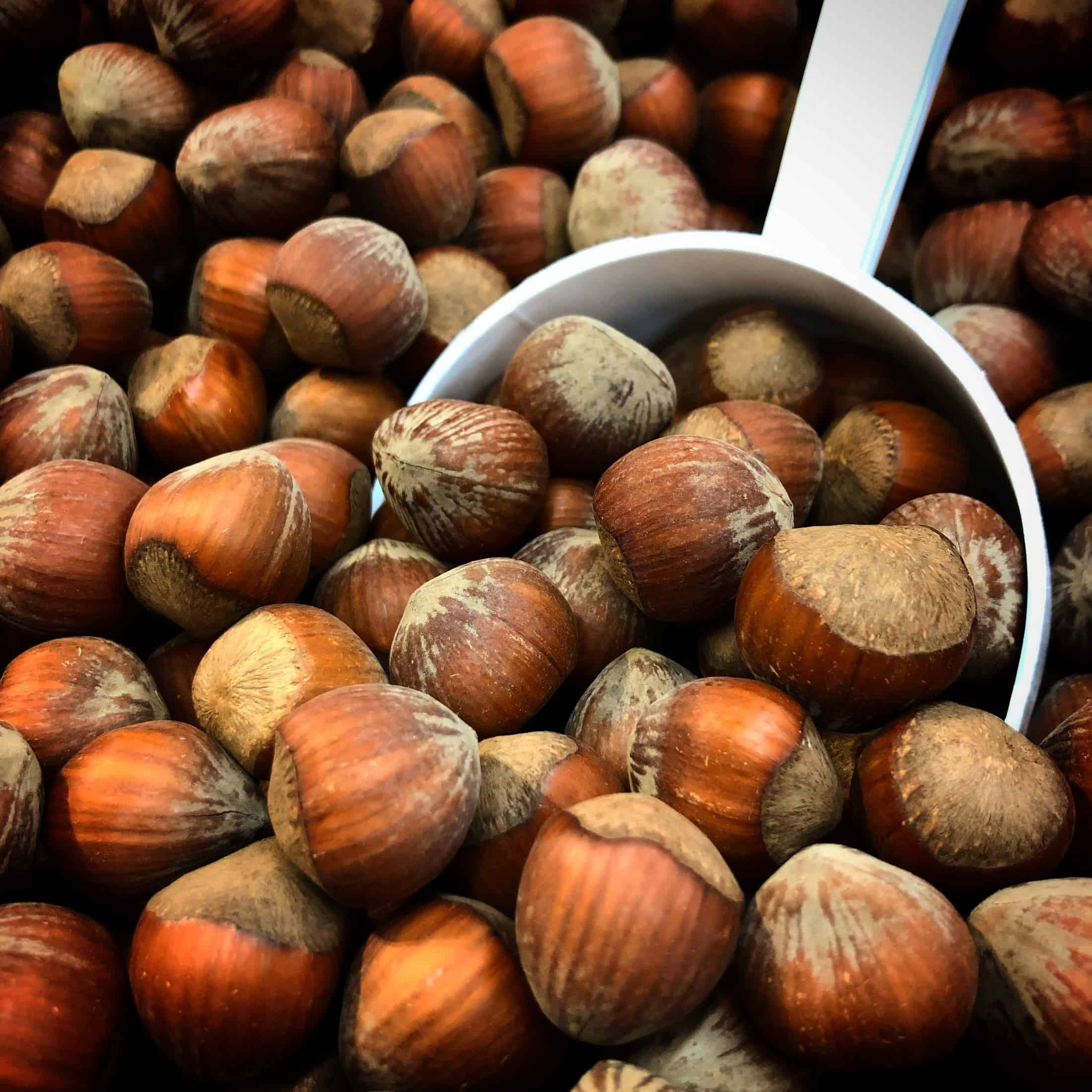 Hazelnut Tree Growing Requirements, Maintenance, & More