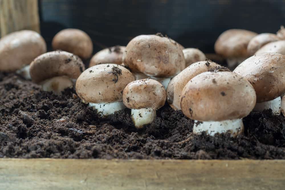 home mushroom growing download free