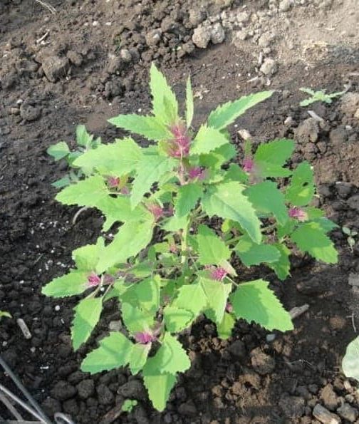 Growing quinoa