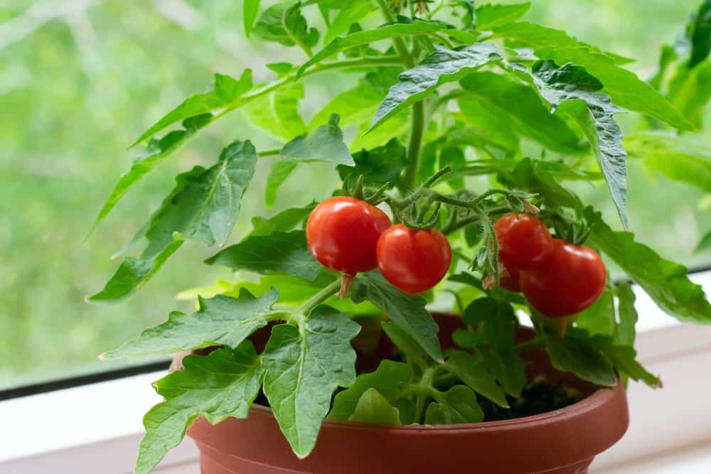 growing tomatoes in pots