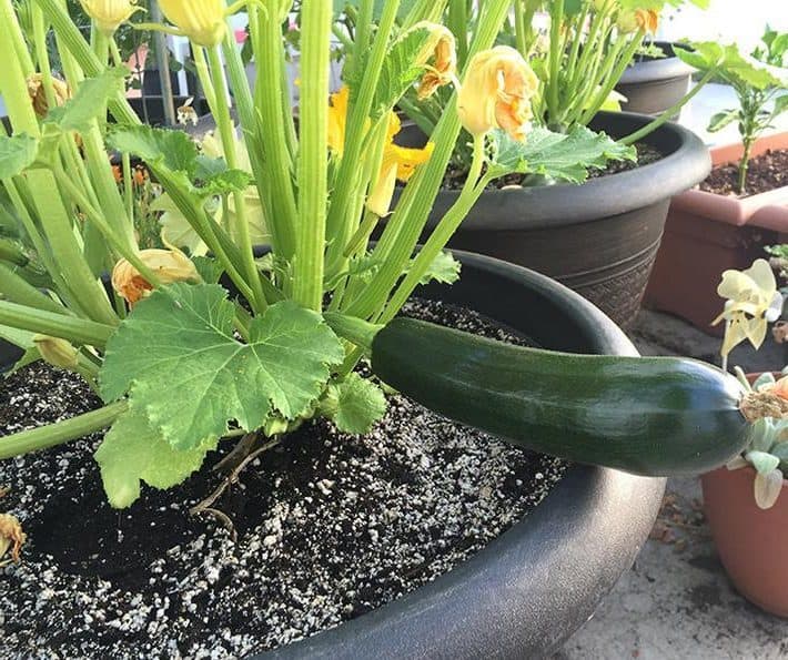 growing zucchini in pots