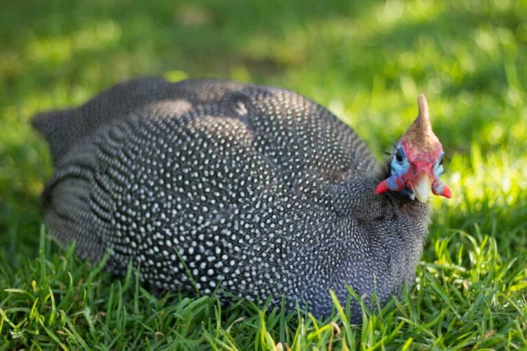 Guinea Fowl What to Know When Raising Rural Living Today