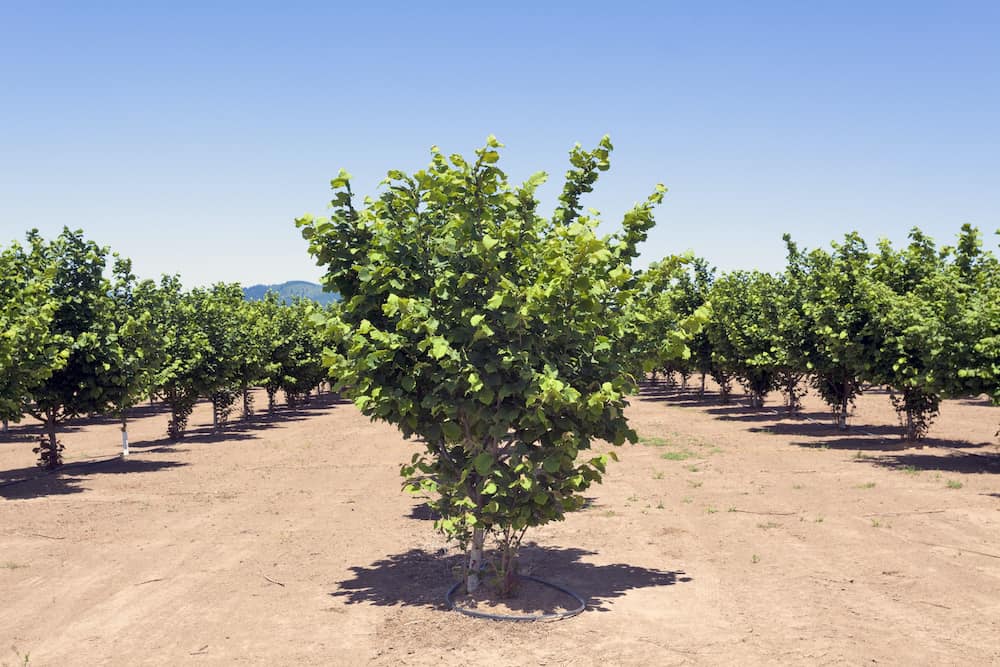 hazelnut tree