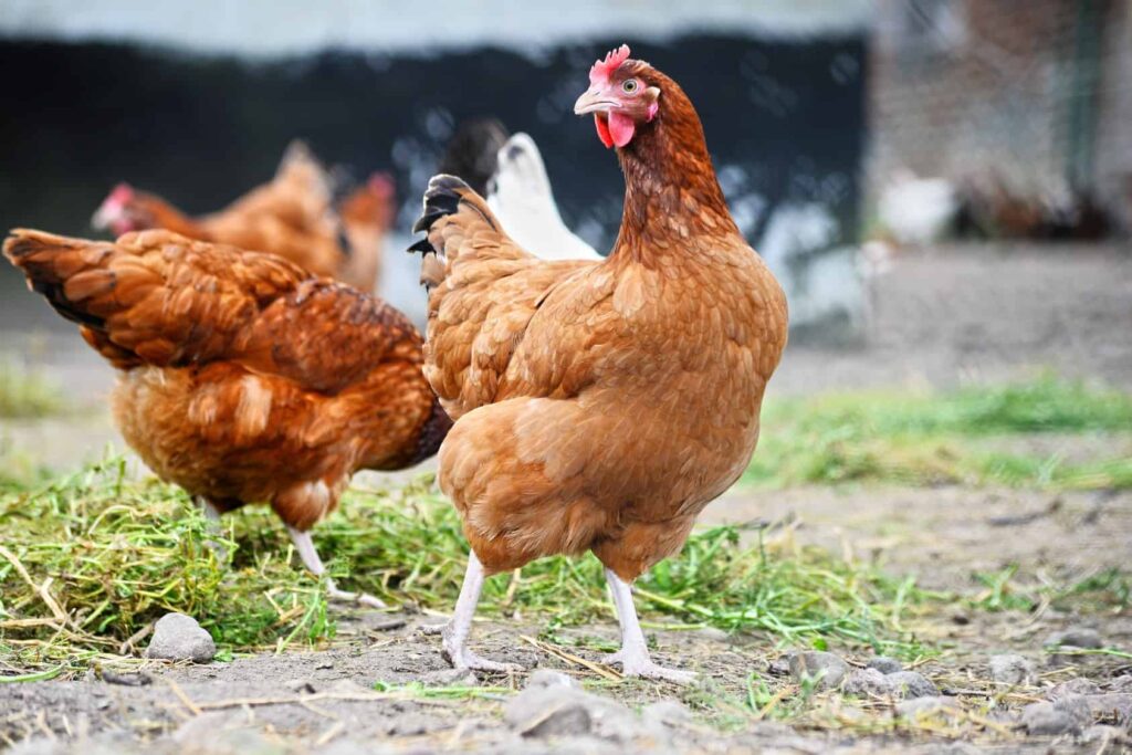What S The Best Nutrition Plan For Healthy Chickens