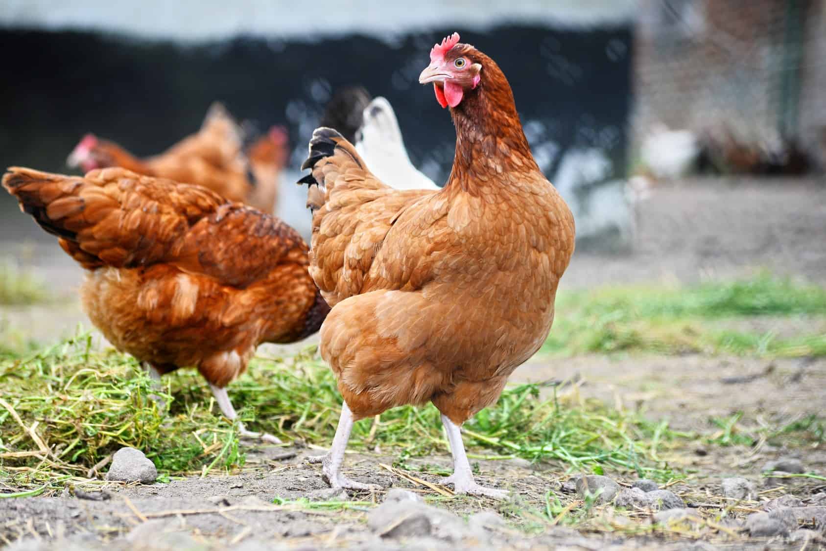 What S The Best Nutrition Plan For Healthy Chickens