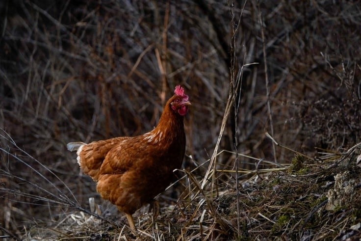 cinnamon queen chickens