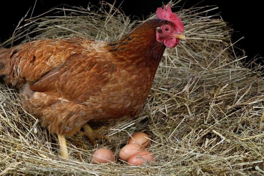 What Time of Day Do Chickens Lay Eggs