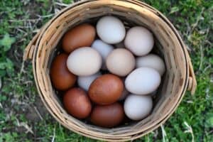 Basket of colorful eggs