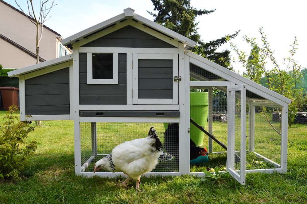 how much space do chickens need