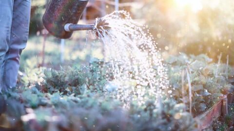 how often should i water my vegetable garden