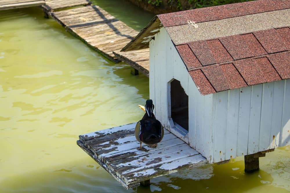 Diy Floating Duck House Plans House Design Ideas   How To Build A Duck House 2 