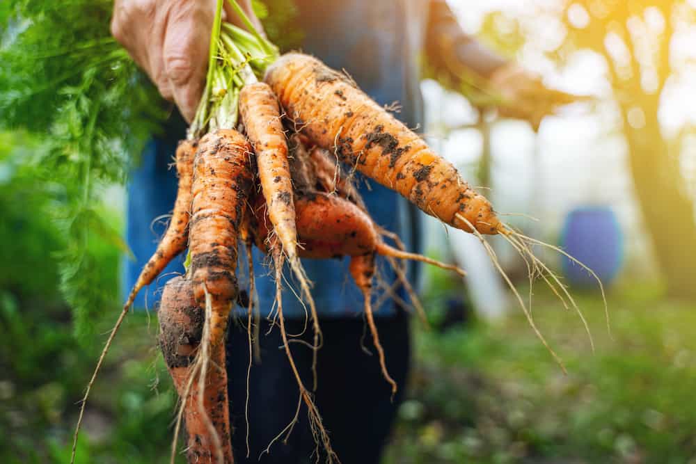 carrots risks processing harvesting wortelen eliminating storing tomra oogsten handen biologische boeren eten gezond