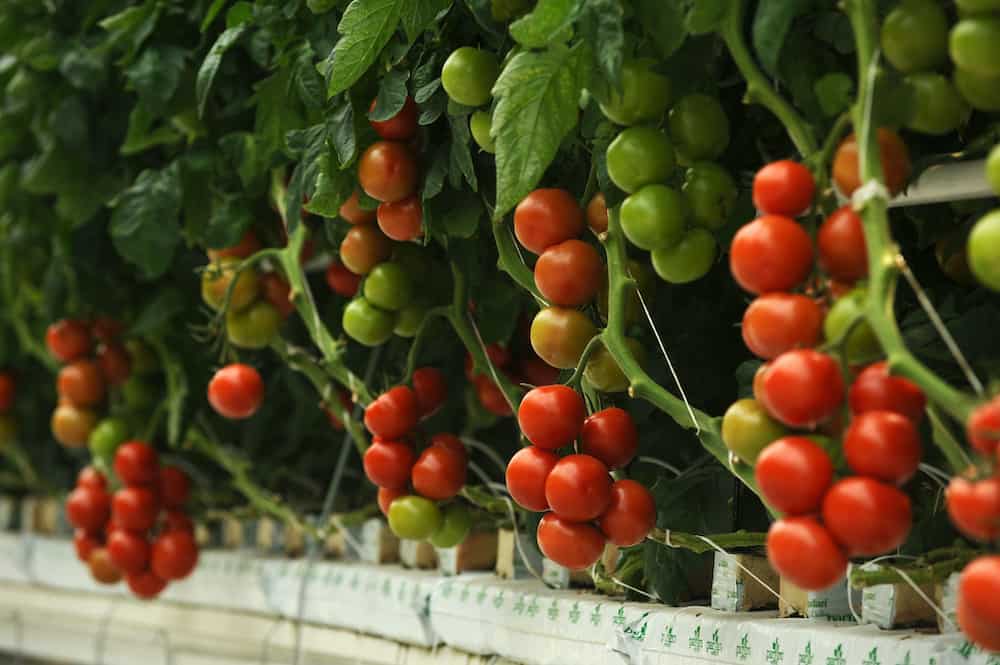 Quanta água as plantas de tomate de interior precisam