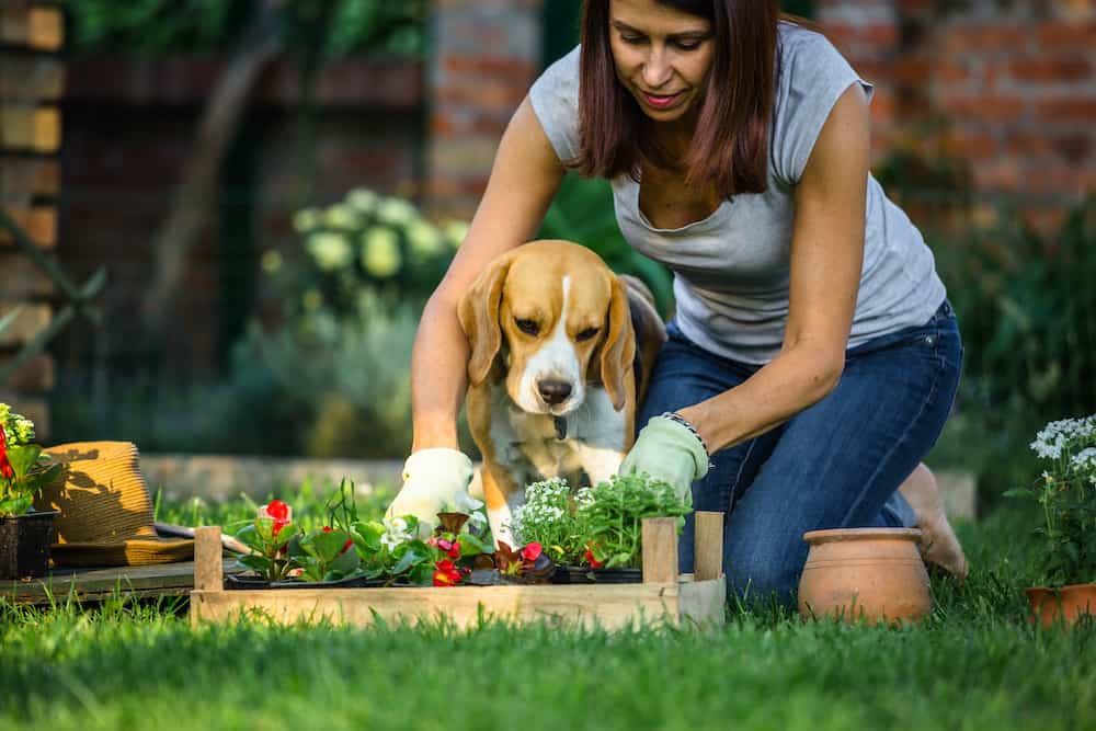 how to keep animals out of garden without fence