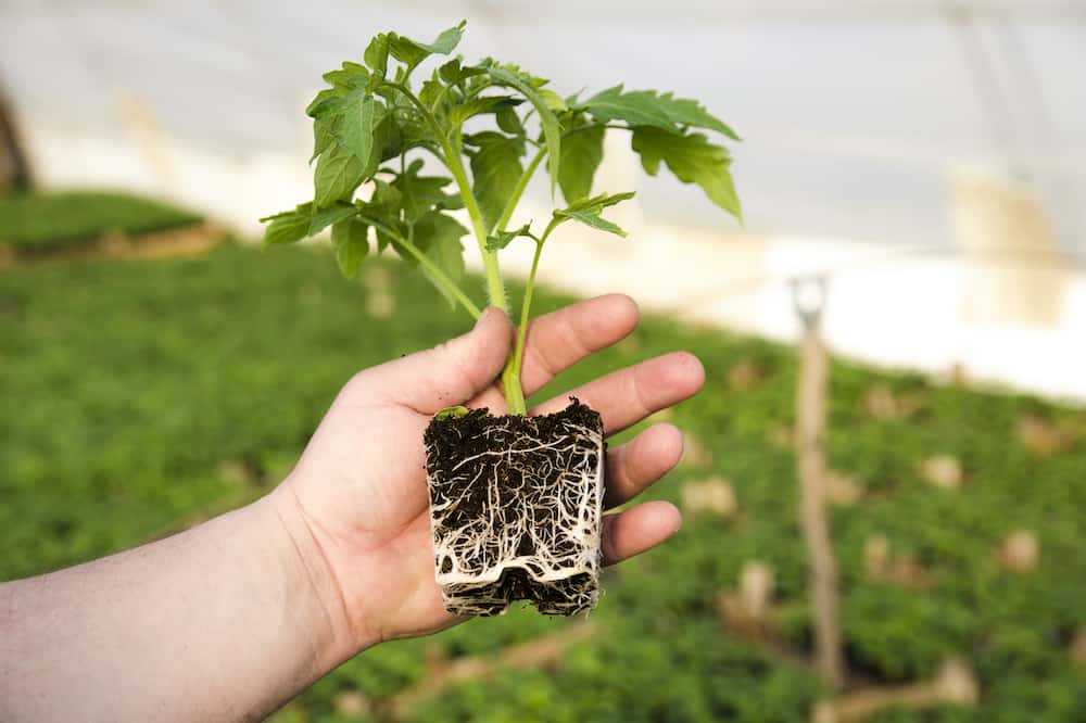 How To Encourage Root Growth In Plants