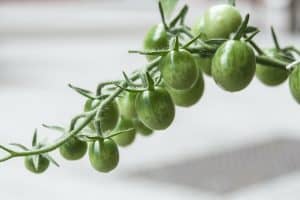 How to ripen green tomatoes on the vine