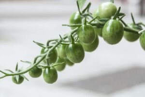 How to ripen green tomatoes on the vine