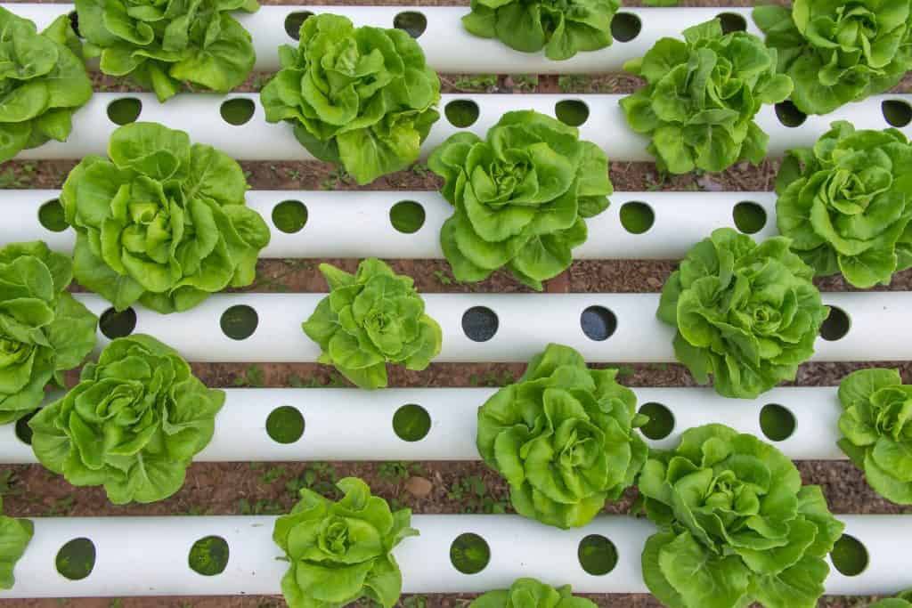 Hydroponic lettuce