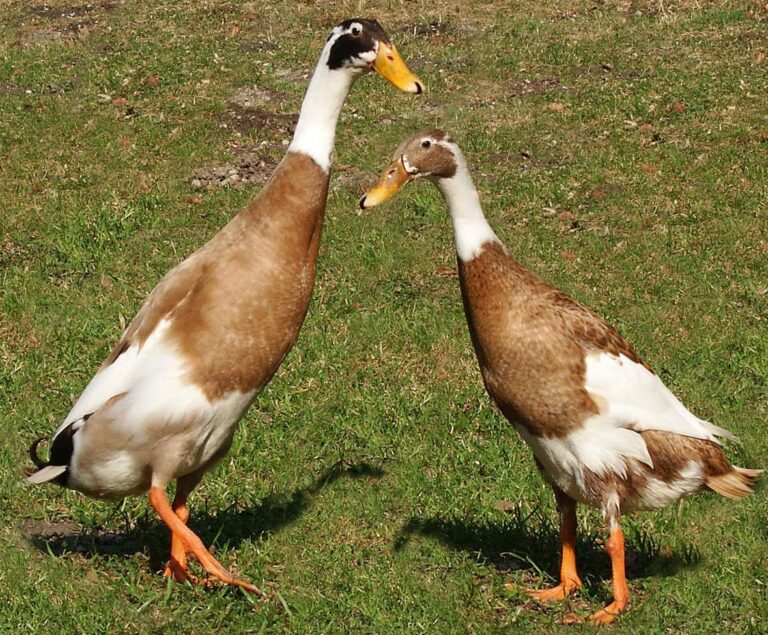 Indian Runner Ducks: Wonderful for Eggs and Insect Control