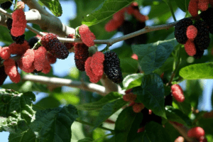Mulberries growing on tree