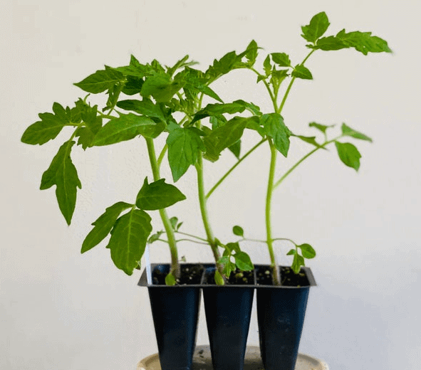 Roma tomato plants