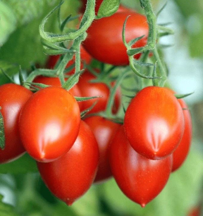 Roma tomatoes