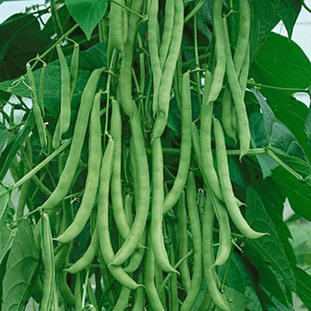 Pole Beans ~ What to Know to Grow LOTS of Them - Rural Living Today