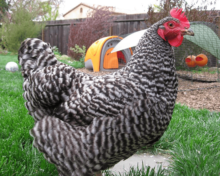 Plymouth Rock Chicken: Barred Rocks & Types Easy to Raise