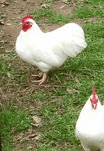 White plymouth rock chicken