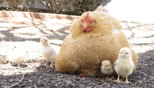 Buff Plymouth Rock chicken with chicks