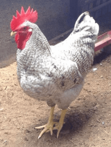 Columbian Plymouth rock chicken 