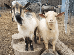 Mini alpine goat with Nigerian dwarf