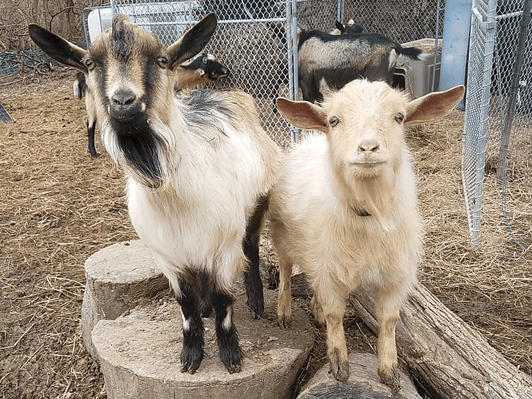 Alpine Goat ~ Milk, Meat, and More for Your Homestead - Rural Living Today